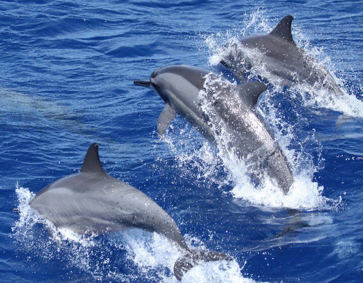 Dolphin Watching Tour